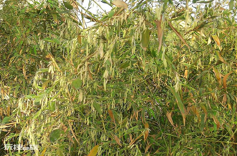 竹子开花赶紧搬家是什么意思(家里竹子开花是吉是凶)-图片4